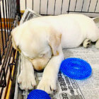 ラブラドールレトリーバー,動画