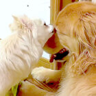 ゴールデンレトリーバー,動画