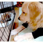 ゴールデンレトリーバー,動画