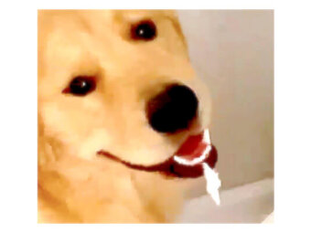 ゴールデンレトリーバー,動画