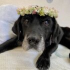 ラブラドールレトリーバー