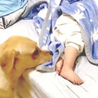 ラブラドールレトリーバー,動画