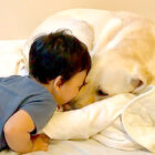 ラブラドールレトリーバー,動画