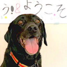 ラブラドールレトリーバー,動画