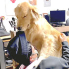 ゴールデンレトリーバー,動画