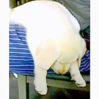 ラブラドールレトリーバー,動画