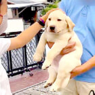 ラブラドールレトリーバー,動画