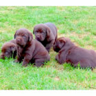 ラブラドールレトリーバー,動画