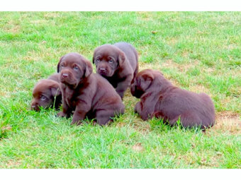 ラブラドールレトリーバー,動画