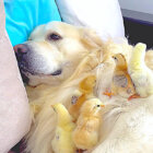 ゴールデンレトリーバー,動画