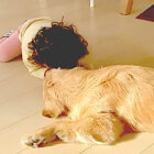 ゴールデンレトリーバー,動画