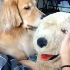 ゴールデンレトリーバー,動画