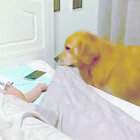 ゴールデンレトリーバー,動画