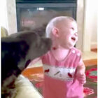 ラブラドールレトリーバー,動画