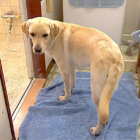 ラブラドールレトリーバー,動画