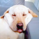 ラブラドールレトリーバー,動画