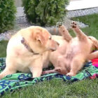 ゴールデンレトリーバー,動画