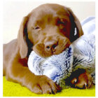 ラブラドールレトリーバー,動画