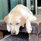 ラブラドールレトリーバー,動画