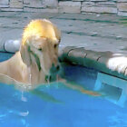 ゴールデンレトリーバー,動画