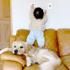 ゴールデン,動画,イッヌドットライフ