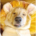 ラブラドールレトリーバー,動画