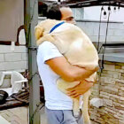 ラブラドールレトリーバー,動画