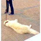 ゴールデンレトリーバー,動画