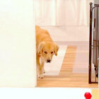 ゴールデンレトリーバー,動画