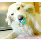 ゴールデンレトリーバー,動画