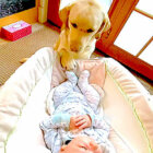 ラブラドールレトリーバー,動画