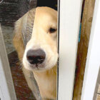 ゴールデンレトリーバー,動画