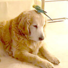 ゴールデンレトリーバー,動画