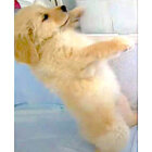 ゴールデンレトリーバー,動画