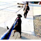 ラブラドールレトリーバー,動画