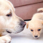 ゴールデンレトリーバー,動画