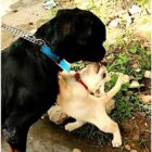 ラブラドールレトリーバー,動画