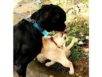 ラブラドールレトリーバー,動画