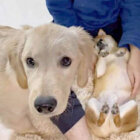 ゴールデンレトリーバー,動画