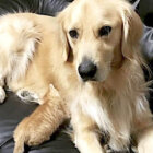 ゴールデンレトリーバー,動画