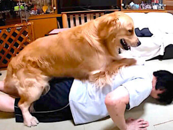 ゴールデンレトリーバー,動画