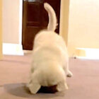 ゴールデンレトリーバー,動画