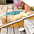 ラブラドールレトリーバー,動画