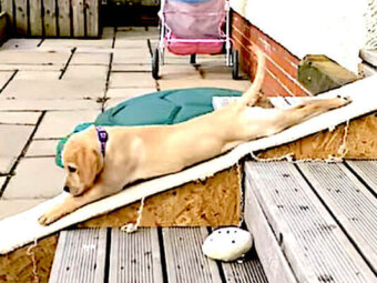 ラブラドールレトリーバー,動画