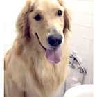 ゴールデンレトリーバー,動画