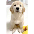 ゴールデンレトリーバー,動画