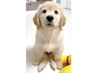 ゴールデンレトリーバー,動画