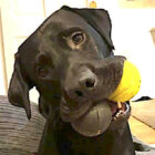 ラブラドールレトリーバー,動画