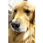 ゴールデンレトリーバー,動画