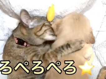 ゴールデンレトリーバー,動画